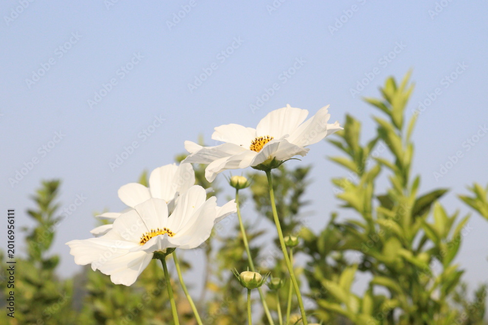 Fototapeta premium white colored garden cosmos flower