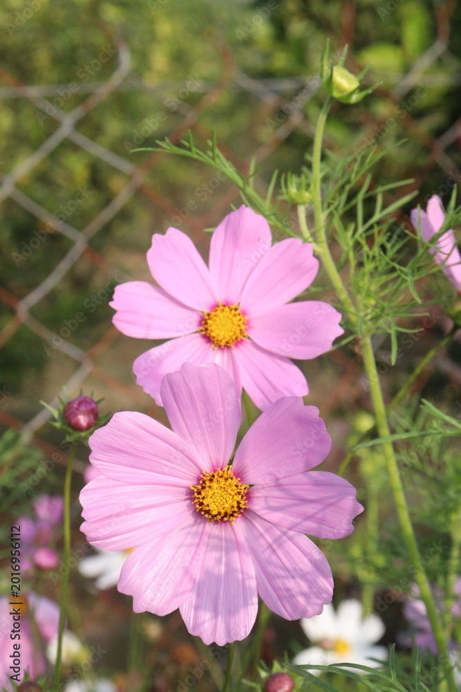 Fototapeta premium pink colored garden cosmos flower