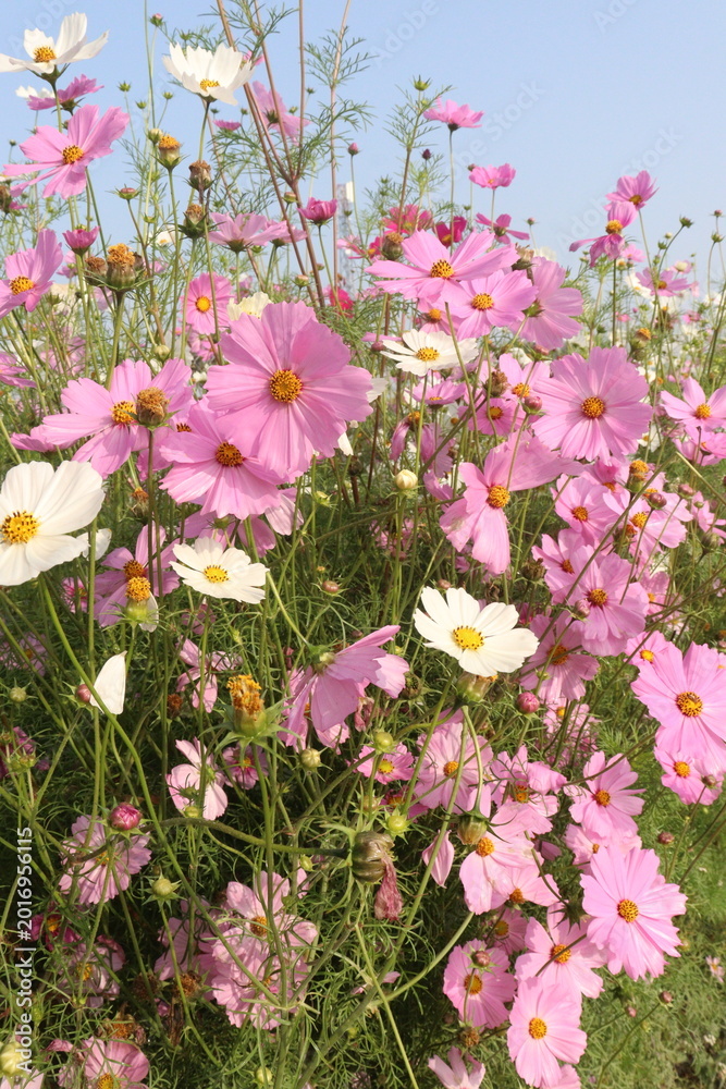 Fototapeta premium multiple colored garden cosmos flower