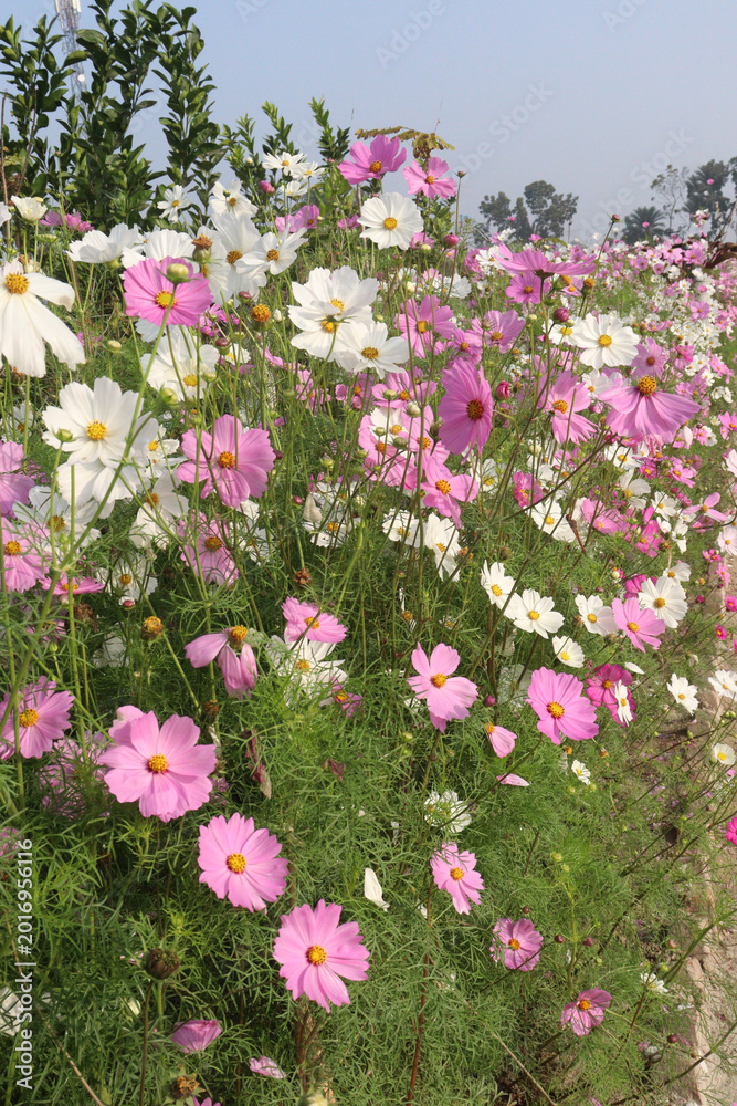 Fototapeta premium multiple colored garden cosmos flower