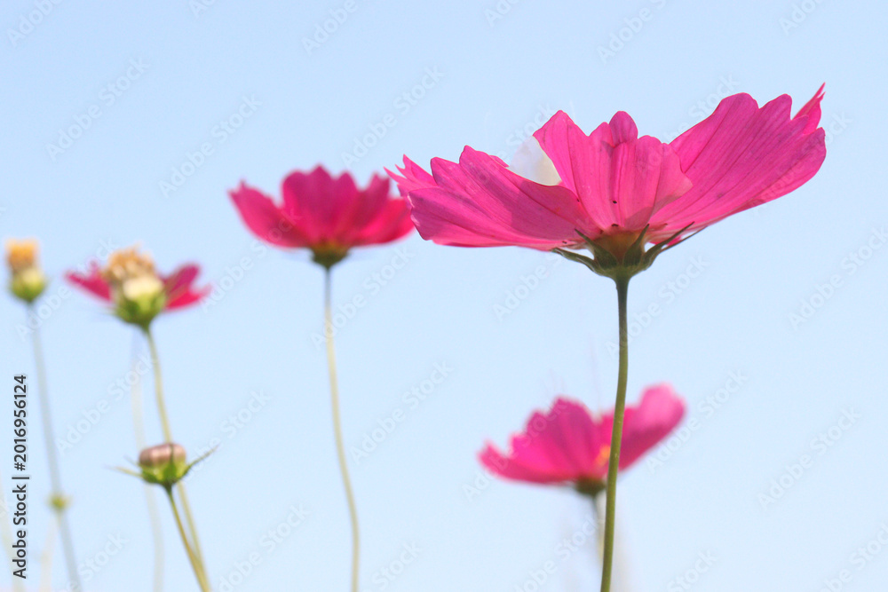 Fototapeta premium pink colored garden cosmos flower