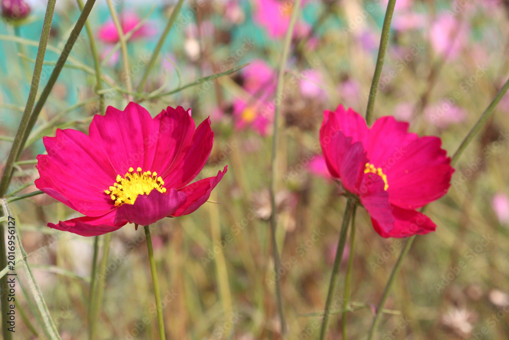 Fototapeta premium pink colored garden cosmos flower
