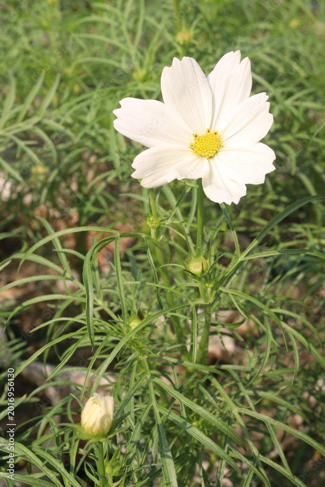 Fototapeta premium cosmos flower plant on bag in farm