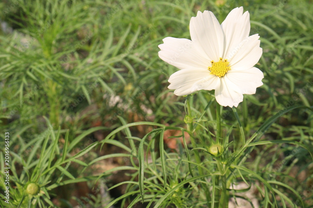 Fototapeta premium cosmos flower plant on bag in farm