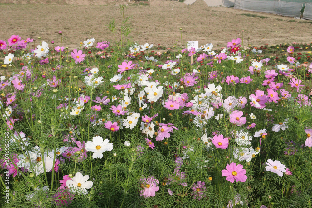 Fototapeta premium multiple colored garden cosmos flower