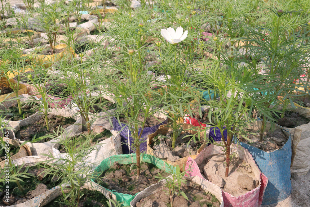 Fototapeta premium cosmos flower plant on bag in farm
