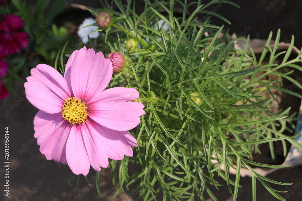 Fototapeta premium cosmos flower plant on bag in farm