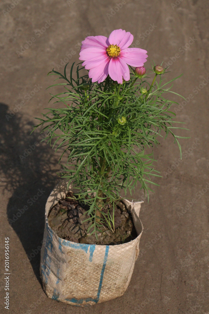 Fototapeta premium cosmos flower plant on bag in farm