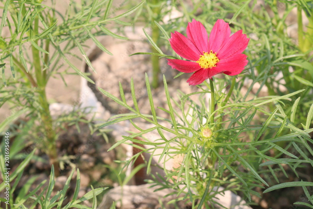 Fototapeta premium cosmos flower plant on bag in farm
