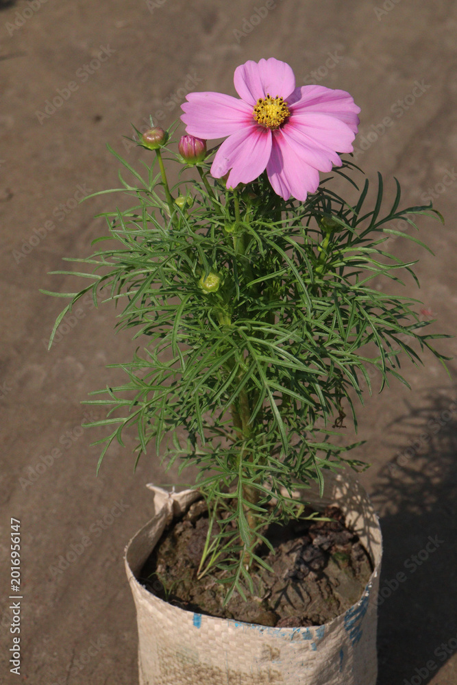 Fototapeta premium cosmos flower plant on bag in farm