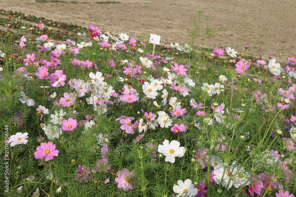 Fototapeta premium multiple colored garden cosmos flower