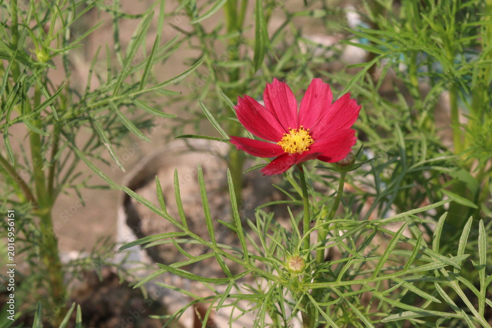 Fototapeta premium cosmos flower plant on bag in farm
