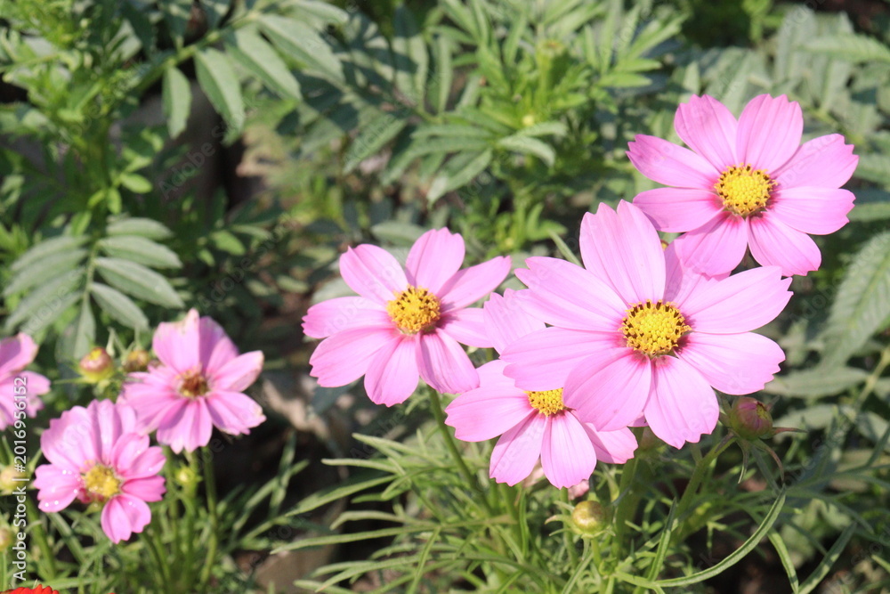 Fototapeta premium cosmos flower plant on bag in farm