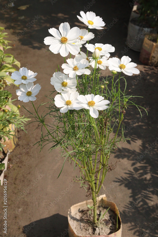 Fototapeta premium cosmos flower plant on bag in farm