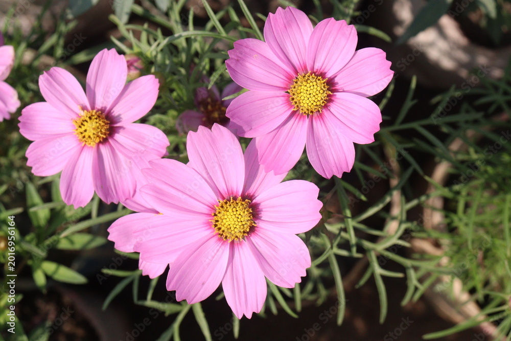 Fototapeta premium cosmos flower plant on bag in farm