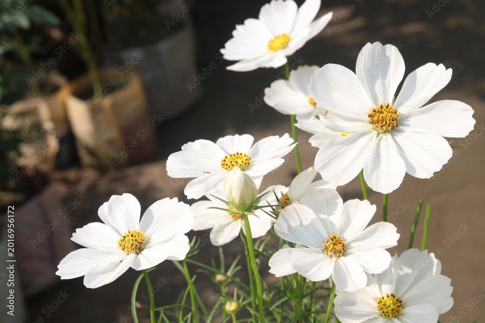 Fototapeta premium cosmos flower plant on bag in farm