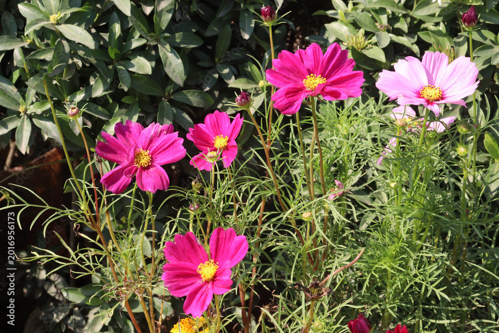 Fototapeta premium cosmos flower plant on bag in farm