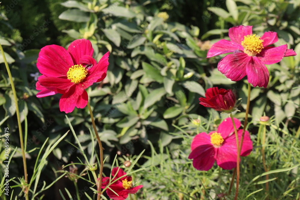 Fototapeta premium cosmos flower plant on bag in farm