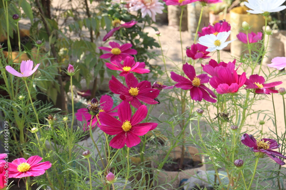 Fototapeta premium cosmos flower plant on bag in farm