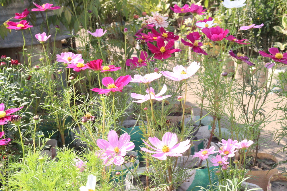 Fototapeta premium cosmos flower plant on bag in farm