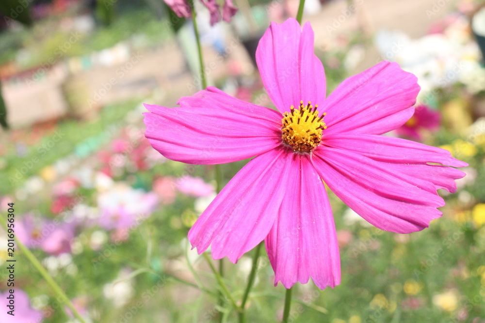 Fototapeta premium cosmos flower on farm for harvest