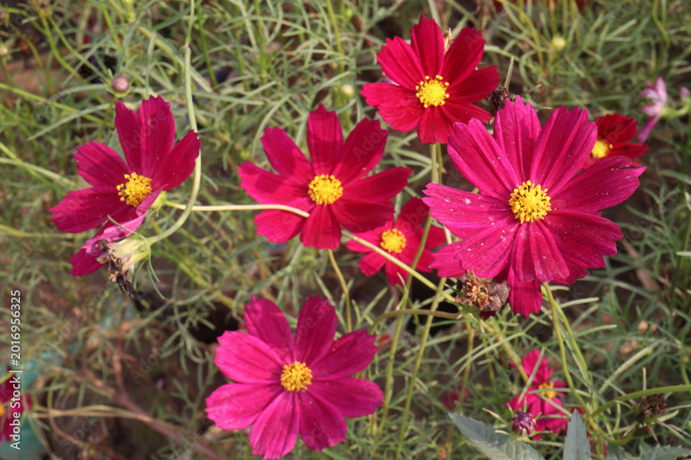Fototapeta premium cosmos flower plant on bag in farm