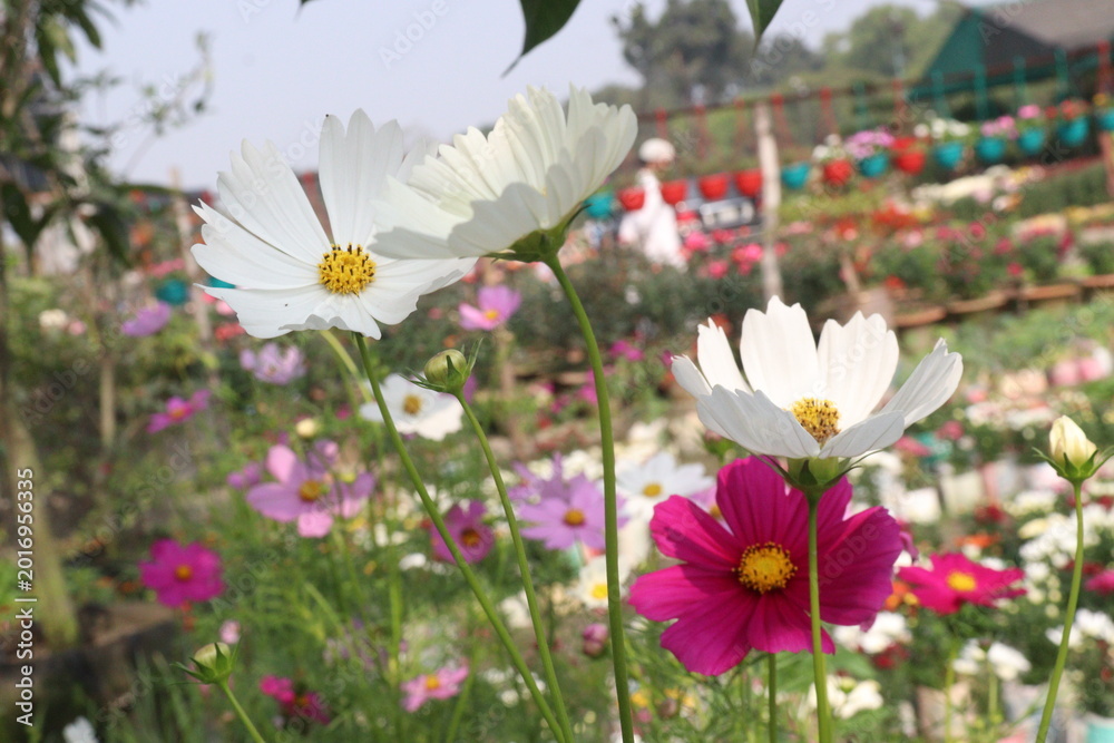Fototapeta premium cosmos flower on farm for harvest