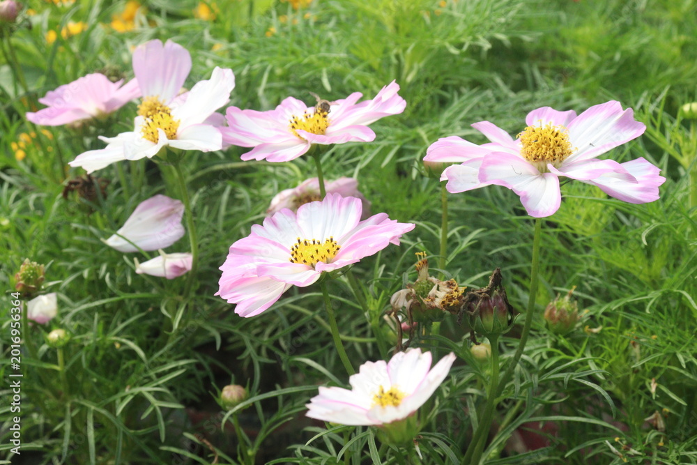 Fototapeta premium pink colored garden cosmos flower plant