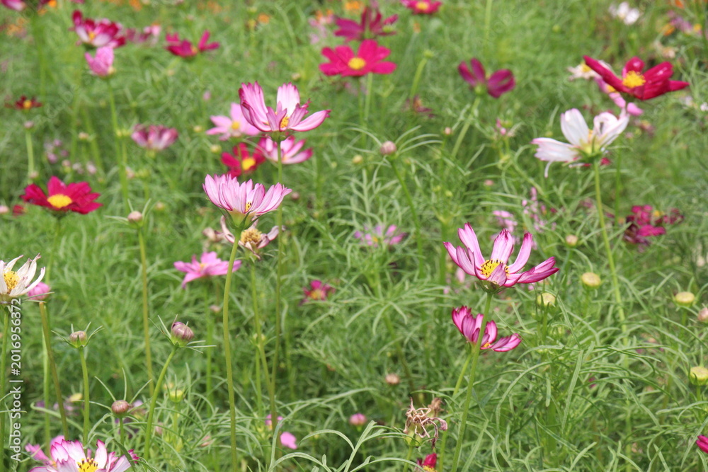 Fototapeta premium multiple colored garden cosmos flower