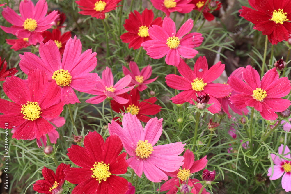 Fototapeta premium pink colored garden cosmos flower