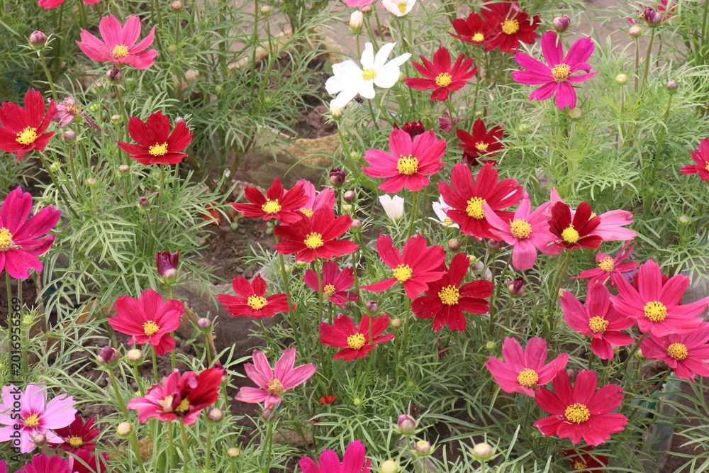 Fototapeta premium pink colored garden cosmos flower