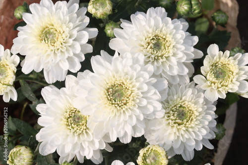 Canvas Print Chrysanthemum ×grandiflorum flower on farm