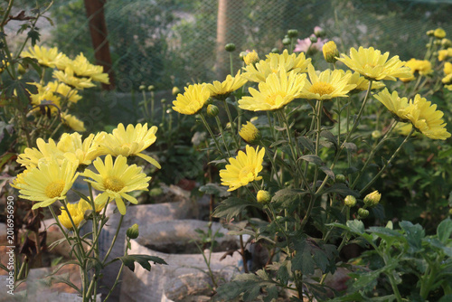 Photography Chrysanthemum indicum flower plant on farm