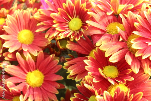 Fotografie red and yellow chrysanthemum flower plant