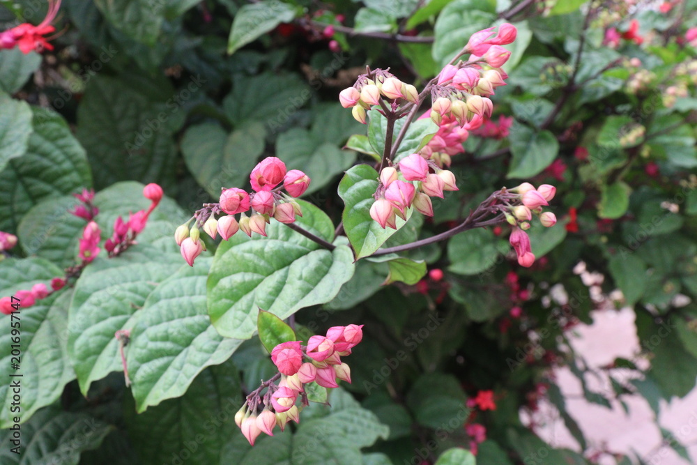 Fototapeta premium Bleeding heart vine flower plant