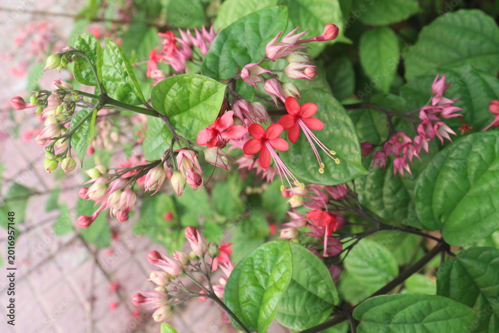 Fototapeta premium Bleeding heart vine flower plant