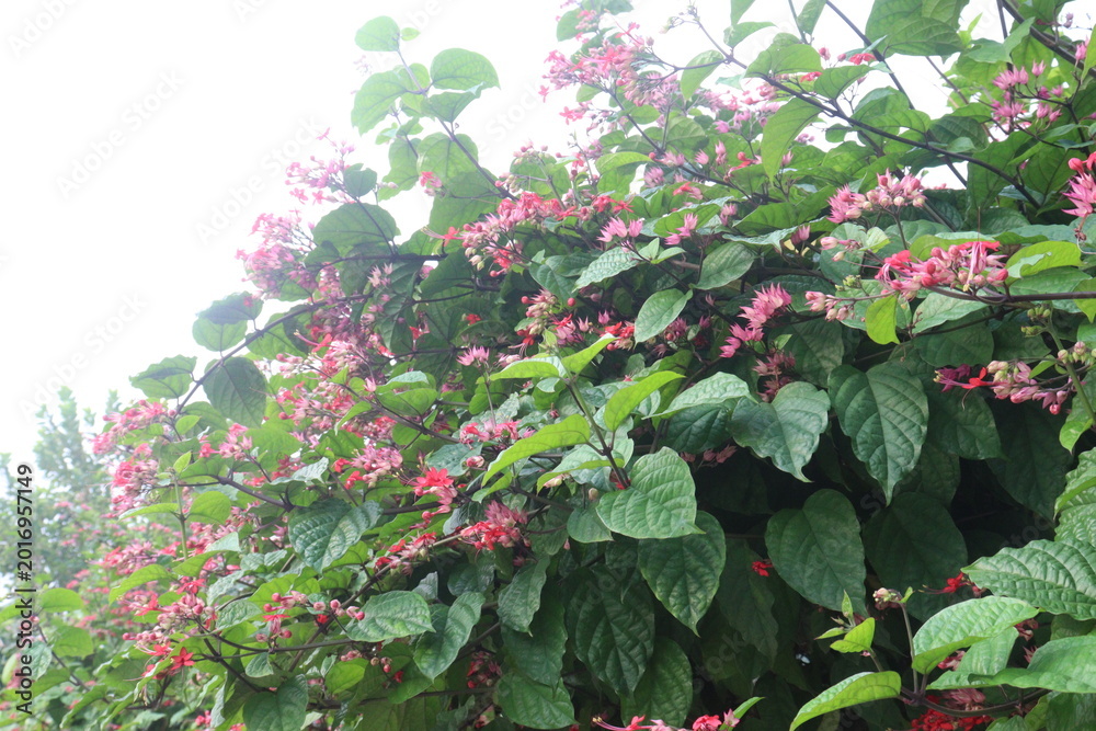 Fototapeta premium Bleeding heart vine flower plant