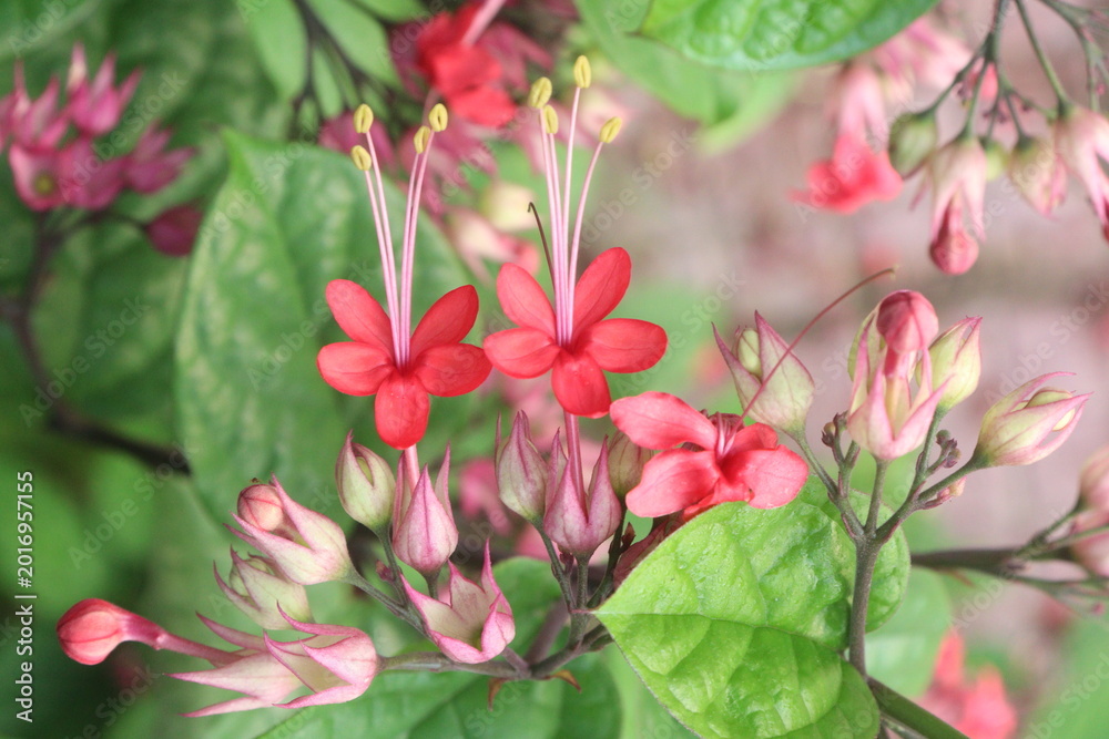 Fototapeta premium Bleeding heart vine flower plant