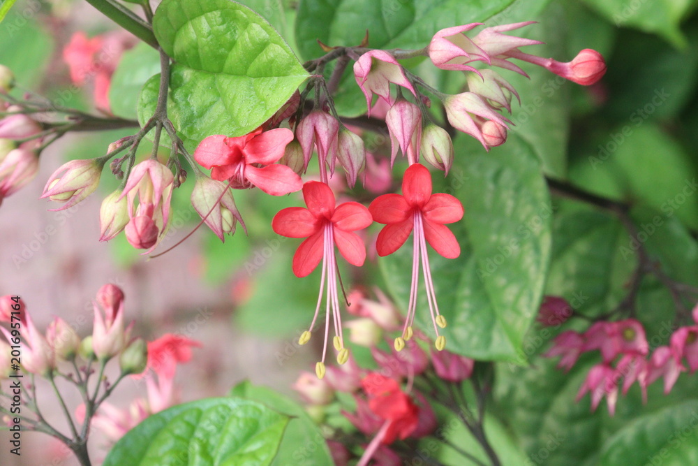 Fototapeta premium Bleeding heart vine flower plant