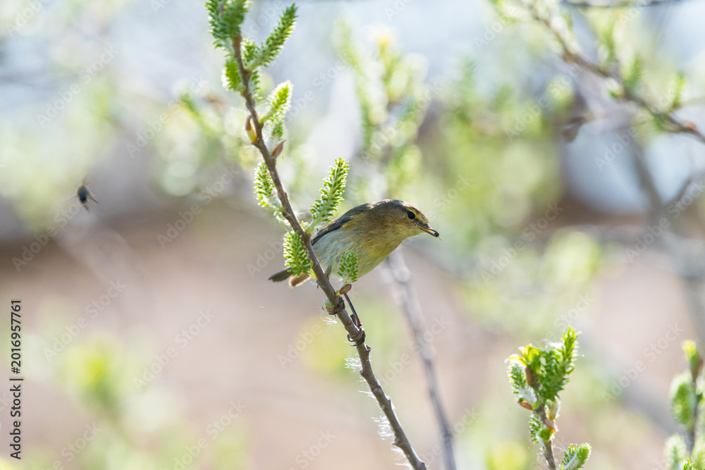 Fototapeta premium Colorful Common Warbler Hunting Insects – Natural Pest Control