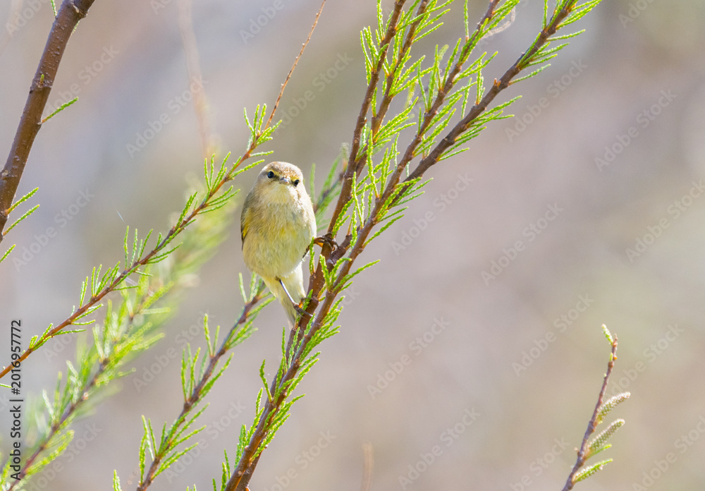 Fototapeta premium Colorful Songbird Hunting Insects on Branch – Wildlife Action