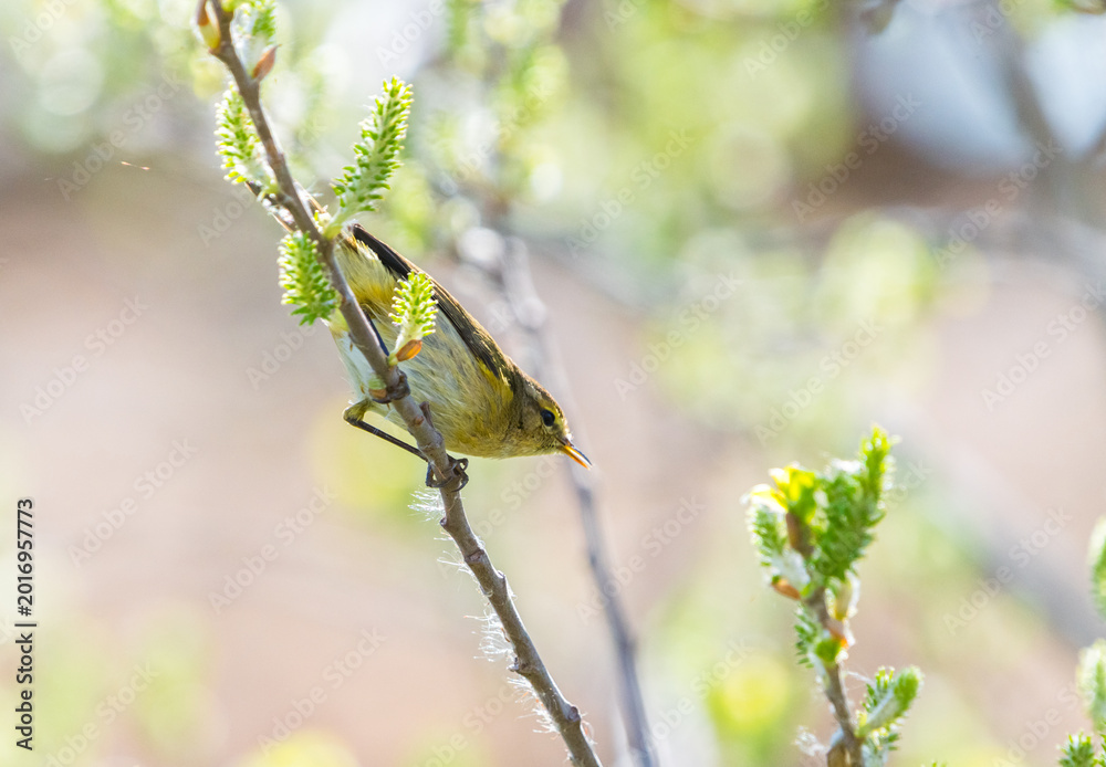 Fototapeta premium Vibrant Warbler on Tree Branch – Natural Background
