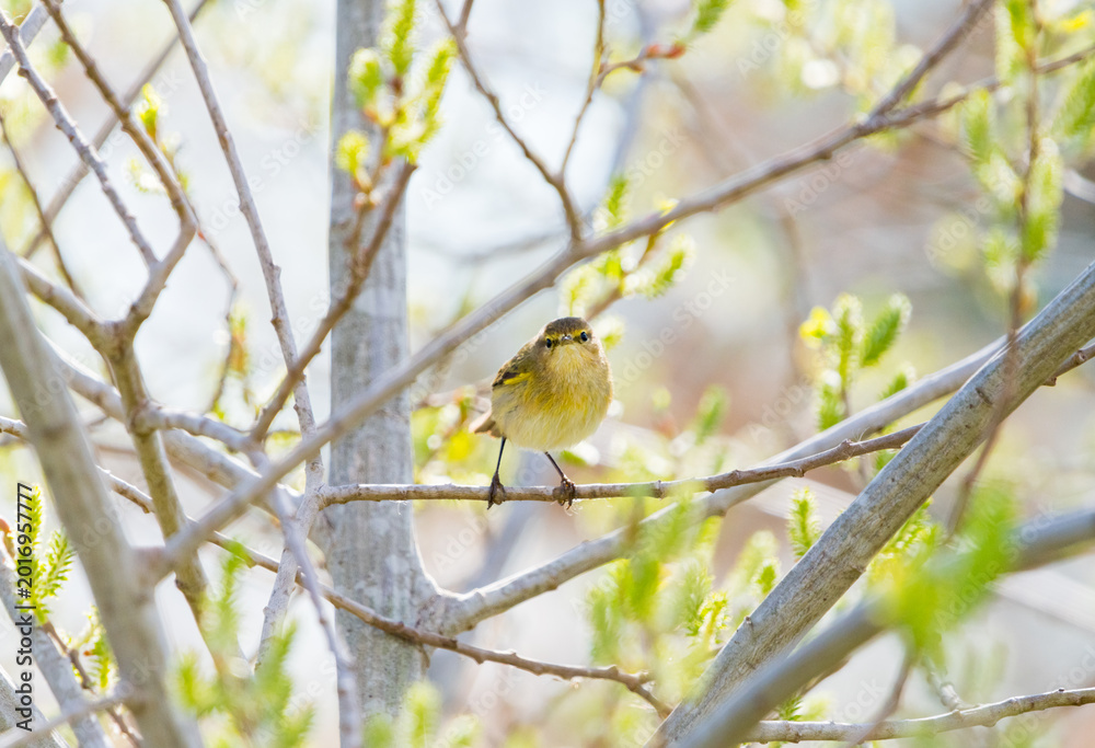 Fototapeta premium Common Warbler in Natural Habitat – Eco Lifestyle