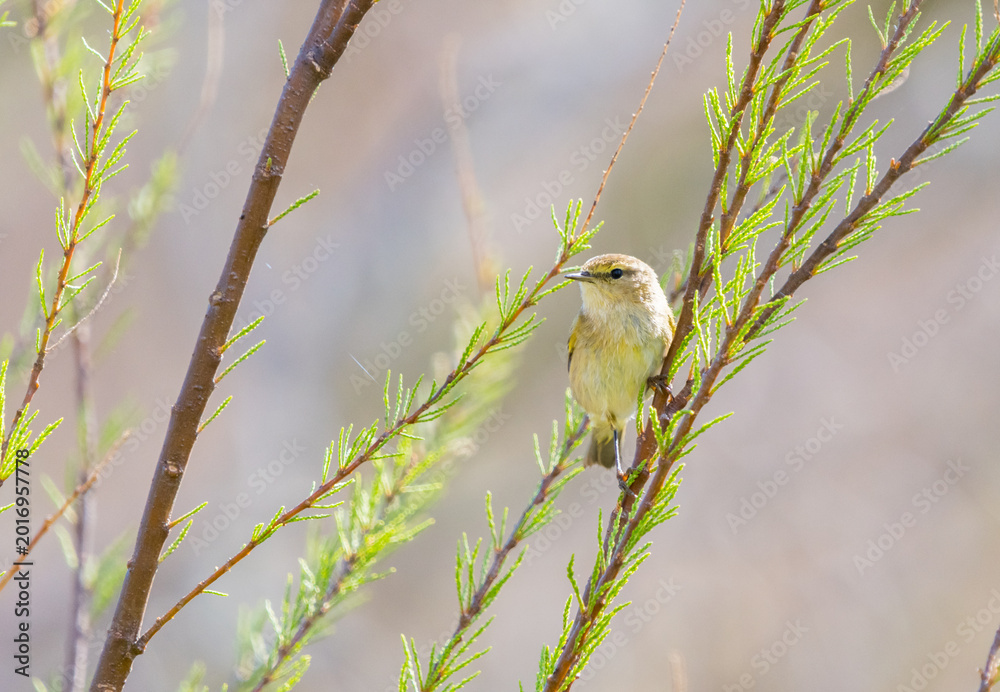 Fototapeta premium Common Warbler Perched in Tree – Calm and Serene Wildlife Scene