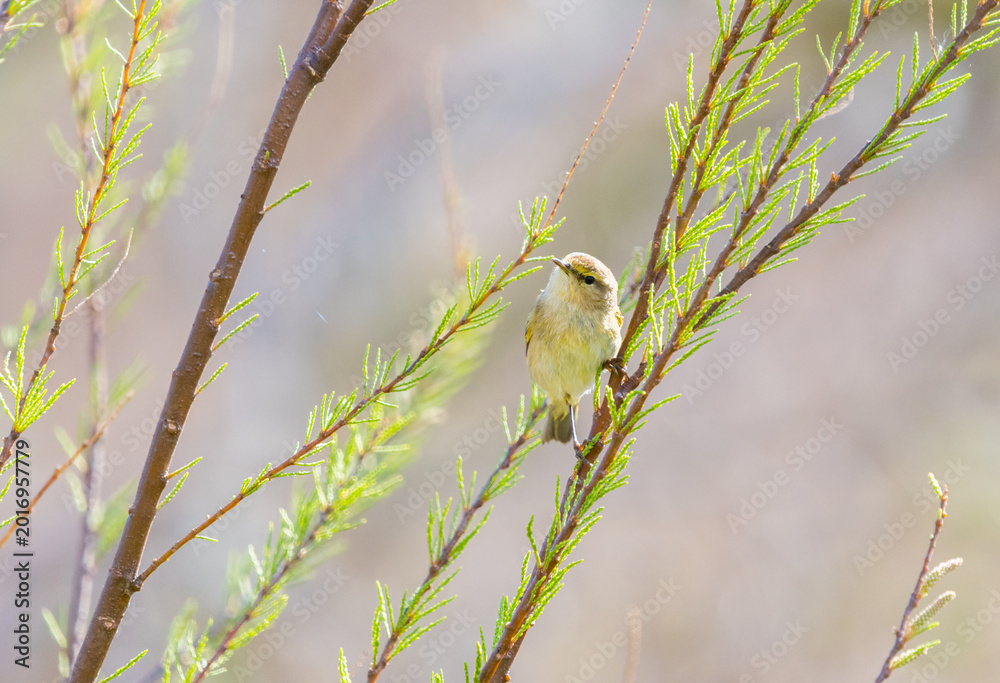 Fototapeta premium Colorful Common Warbler Hunting on Branch