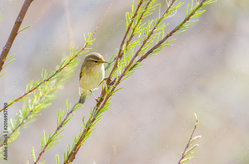 Fototapeta premium Bright Common Warbler in Tree – Clean Outdoor Background
