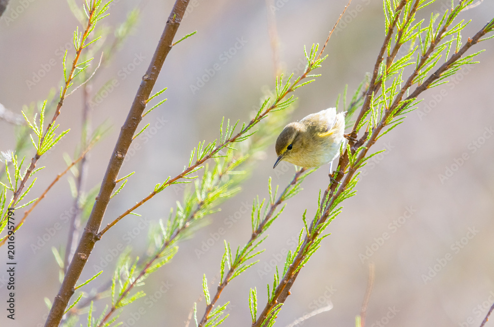 Fototapeta premium Colorful Common Warbler Perched – Minimalist Wildlife