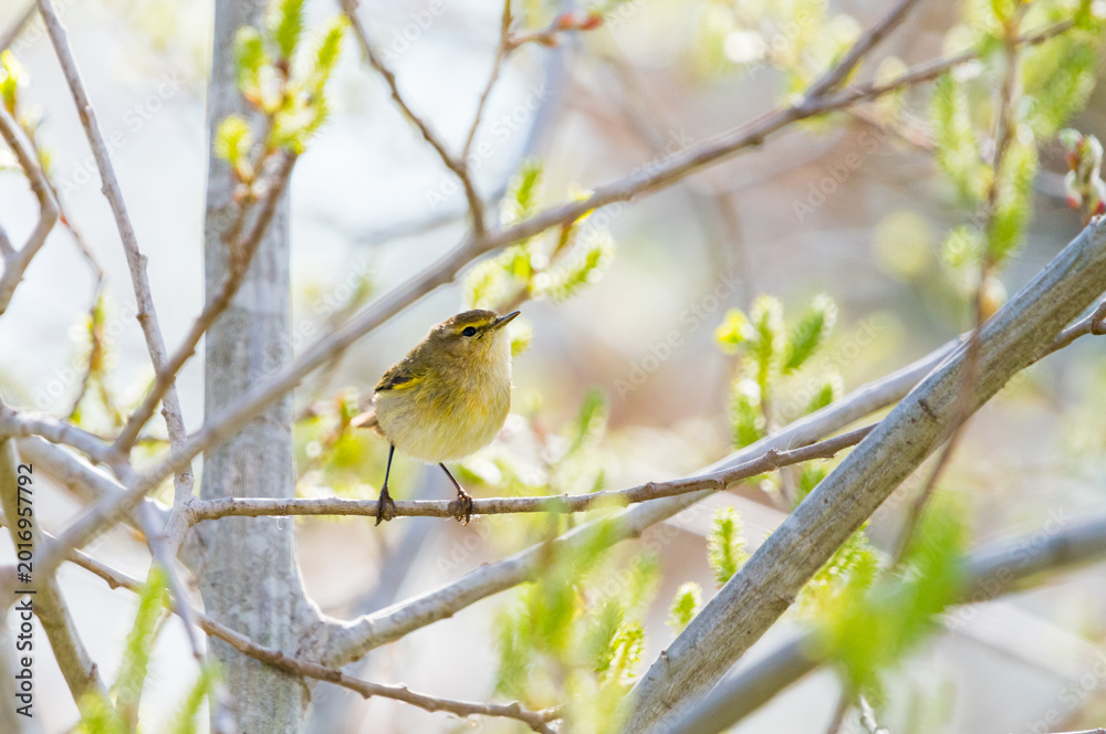 Fototapeta premium Common Warbler Catching Mosquito on Tree