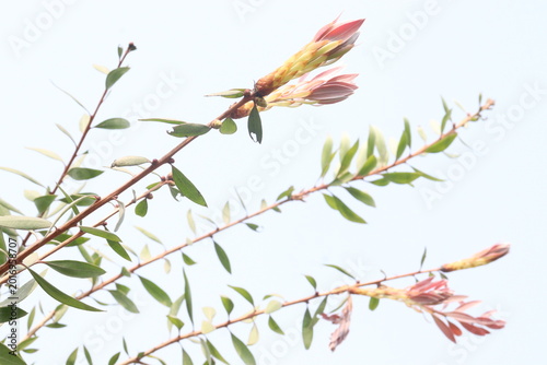 Bild auf Leinwand Bottlebrushes flower plant on farm