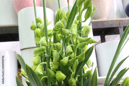 Photos Boat orchid or cymbidium orchid flower plant